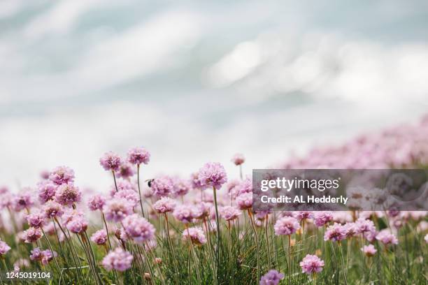 sea thrift flowers by polzeath beach - may month stock pictures, royalty-free photos & images