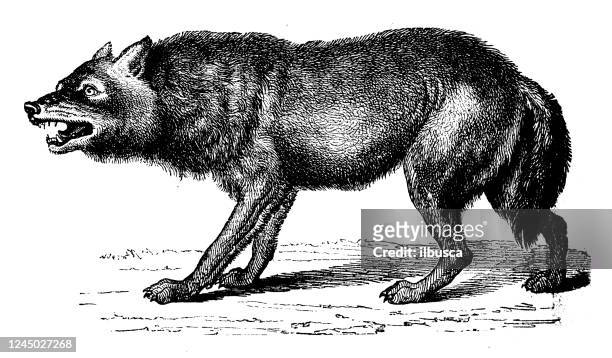 antique illustration: wolf - wolf stock illustrations