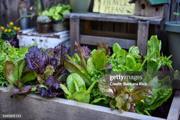 variety of lettuce ready for harvest in raised garden bed. - lettuce garden stock pictures, royalty-free photos & images