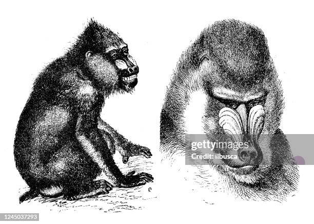antique illustration: mandrill (mandrillus sphinx) - baboon stock illustrations