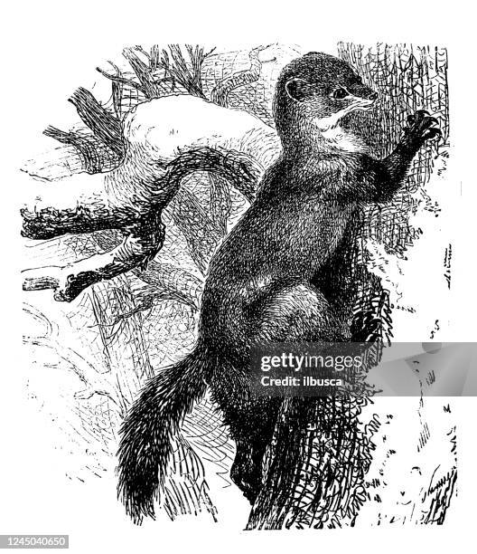 antique illustration: european pine marten (martes martes) - martes foina stock illustrations