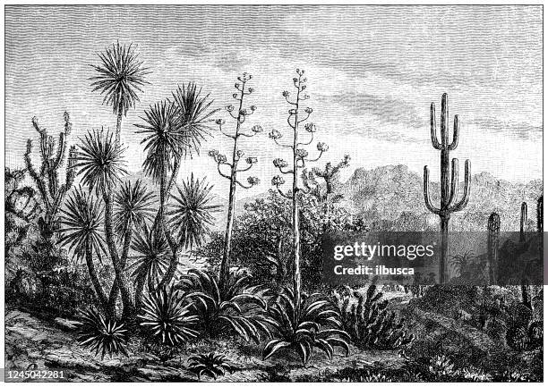 ilustraciones, imágenes clip art, dibujos animados e iconos de stock de ilustración antigua: plantas mexicanas - cacto