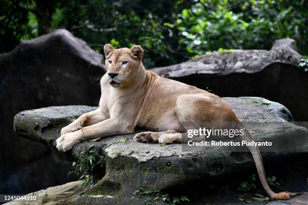 a white lion (panthera leo) of timbavati. - leão branco - fotografias e filmes do acervo