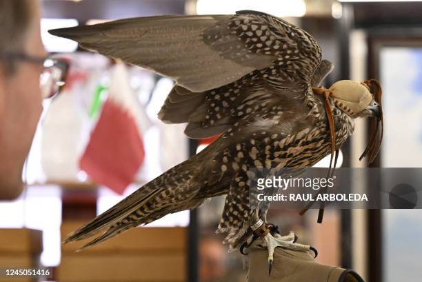 Falcon with its head covered is pictured at a stall of the Souq Waqif market, in Doha, on November 24, 2022 as the country hosts the 2022 FIFA World...