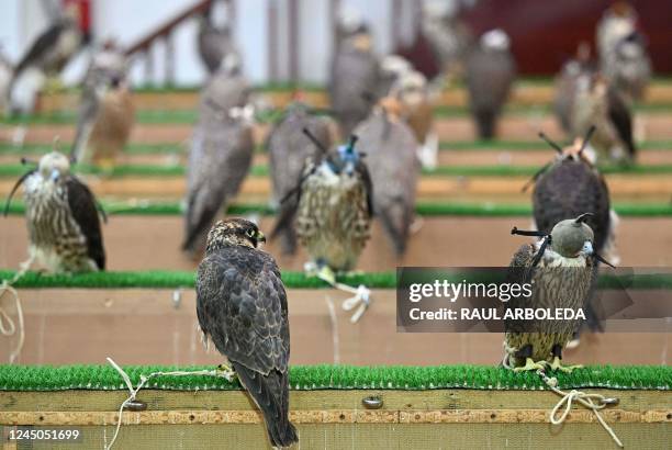 Falcons are pictured at a stall in a falcon shop of the Souq Waqif market, in Doha, on November 24, 2022 as the country hosts the 2022 FIFA World Cup...