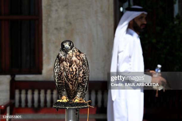 Falcon is pictured at a stall of the Souq Waqif market, in Doha, on November 24, 2022 as the country hosts the 2022 FIFA World Cup football...