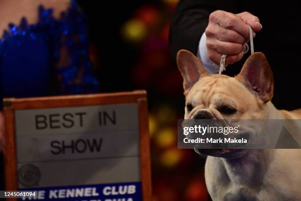 Perry Payson wins the National Dog Show with Winston a French Bulldog, on November 19, 2022 in Oaks, Pennsylvania. Nearly 2,000 dogs across 200...