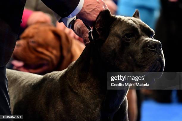 Cane Corso waits during judging at the National Dog Show on November 19, 2022 in Oaks, Pennsylvania. Nearly 2,000 dogs across 200 breeds are...