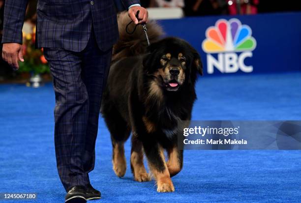 Dogs are walked towards a judge during the National Dog Show on November 19, 2022 in Oaks, Pennsylvania. Nearly 2,000 dogs across 200 breeds are...