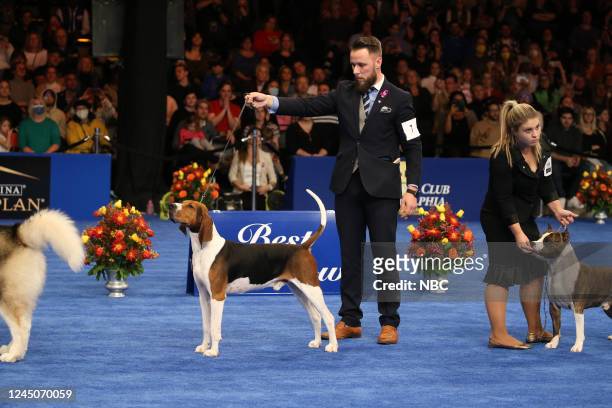 Pictured: Cole Vanover, Handler; 2022 National Dog Show Hound Group Winner, Treeing Walker Coonhound named "Nate" --