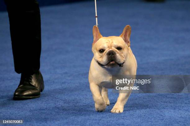 Pictured: 2022 National Dog Show Best In Show Winner, French Bulldog named "Winston" --