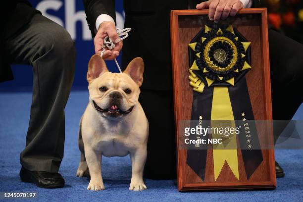 Pictured: 2022 National Dog Show Best In Show Winner, French Bulldog named "Winston" --