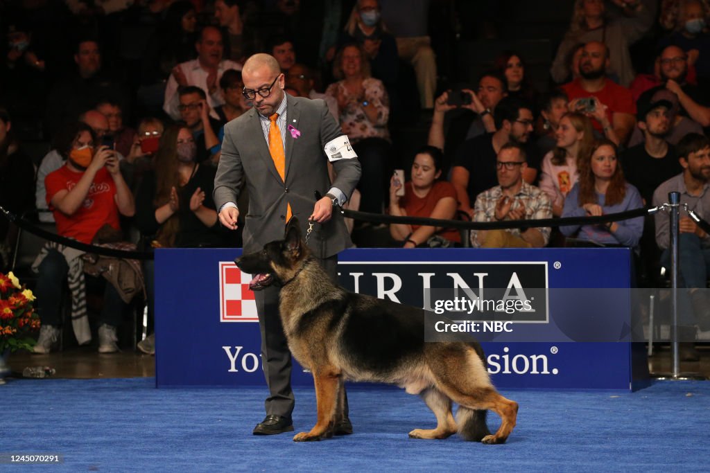 Lenny Brown, Handler; 2025 National Dog Show Herding Group Winner