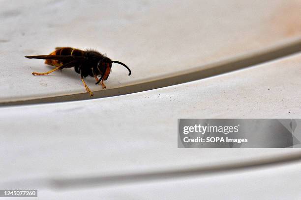 An Asian hornet seen resting on a lawn chair.