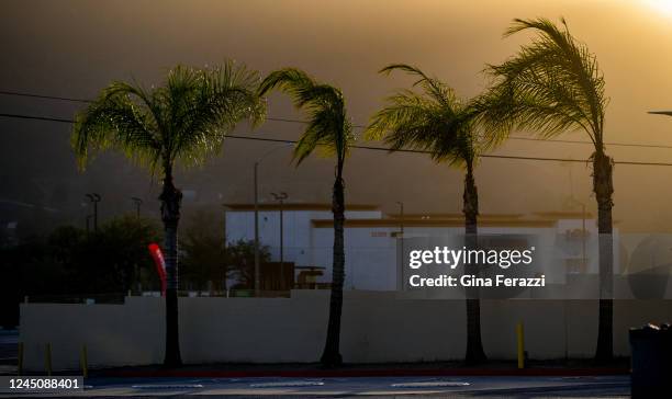 Palm trees bend in the wind as powerful winds forced Southern California Edison to shut off the power to the area on Thanksgiving day November 24,...