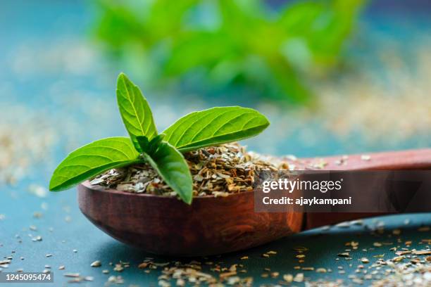 hojas sagradas de albahaca o tulsi - menta gastronomía fotografías e imágenes de stock