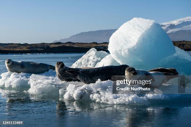 Monk seals are seen resting on the ice blocks floating in Jökulsárlón. October 19, 2022. Jökulsárlón is a lake with an area of 20 km2 and a depth of...