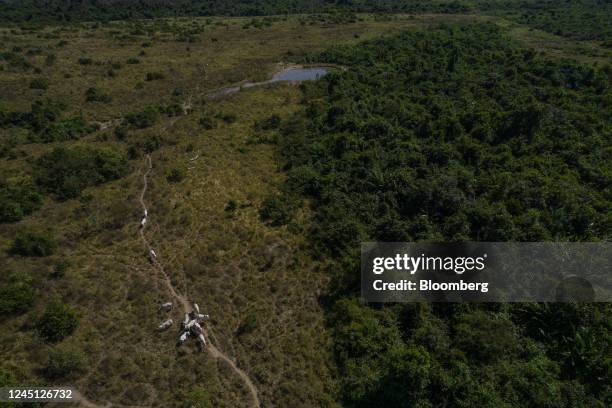 Cattle graze on a ranch in Santana do Araguaia, Para state, Brazil, on Wednesday, June 22, 2022. Agriculture increased its share of Brazilian gross...