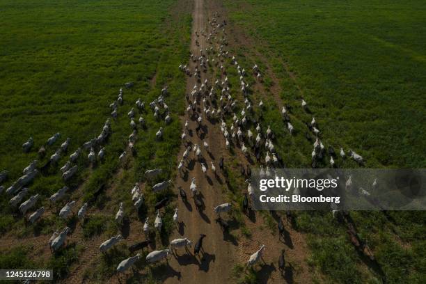 Cattle graze on a ranch in Santana do Araguaia, Para state, Brazil, on Wednesday, June 22, 2022. Agriculture increased its share of Brazilian gross...