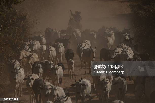 Rancher herds cattle in Santana do Araguaia, Para state, Brazil, on Wednesday, June 22, 2022. Agriculture increased its share of Brazilian gross...
