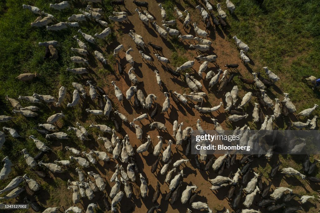 Brazil's Agricultural Industries Raised Their Share Of Brazilian GDP