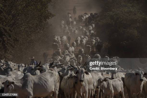 Ranchers herd cattle in Santana do Araguaia, Para state, Brazil, on Wednesday, June 22, 2022. Agriculture increased its share of Brazilian gross...