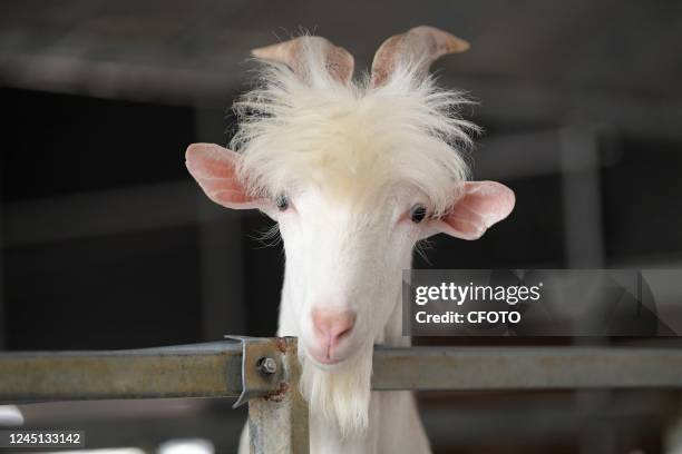 Sheep are seen in a barn at a large-scale sheep farm in Nantong, Jiangsu province, China, Nov 26, 2022.