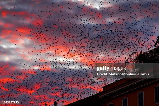 Flocks of Starlings, probably consisting of tens of thousands of individuals, at sunset on November 26, 2022 in Rome, Italy.