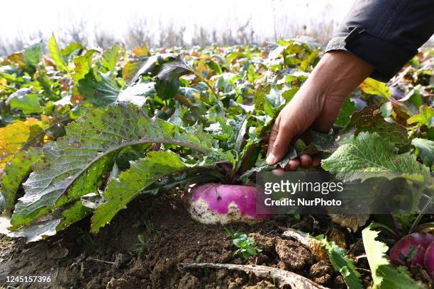 Farmers work in a Turnip vegetable field on a winter day in Sopore District Baramulla Jammu and Kashmir India on 27 November 2022