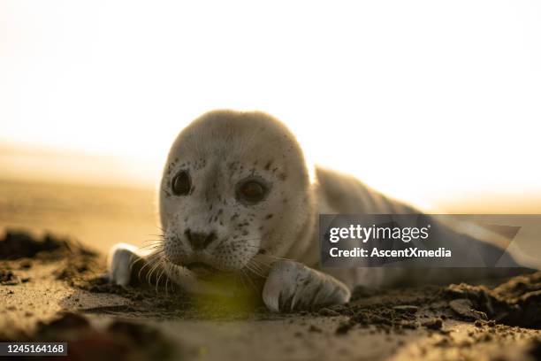 bonita foca portuaria (phoca vitulina) se relaja en la playa - foca común fotografías e imágenes de stock