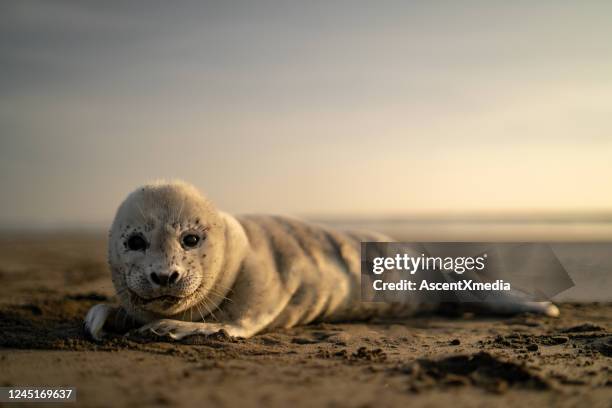 cute harbour seal (phoca vitulina) relaxes on the beach - freshness seal stock pictures, royalty-free photos & images