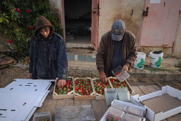GZA: Palestinian Strawberry Harvest And Packing in Gaza
