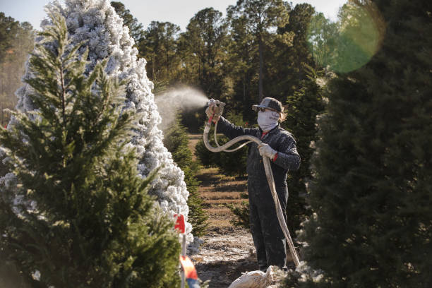 AL: Christmas Tree Prices Increase For 2022 Holiday Season