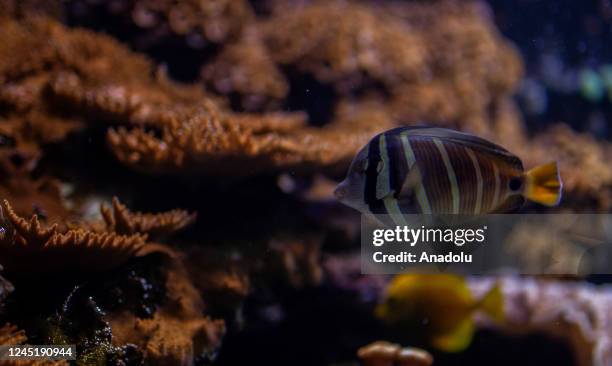Sailfin tang and more than two thousand fish of some 250 species inhabit the Explora Aquarium, a space for education, conservation, and life research...