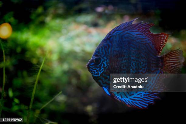 Discus Symphysodon Aequifasciatus and more than two thousand fish of some 250 species inhabit the Explora Aquarium, a space for education,...