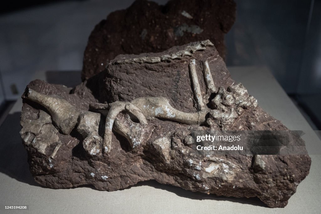Heyuan Dinosaur Museum in China