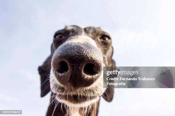 dog close-up - odorat photos et images de collection