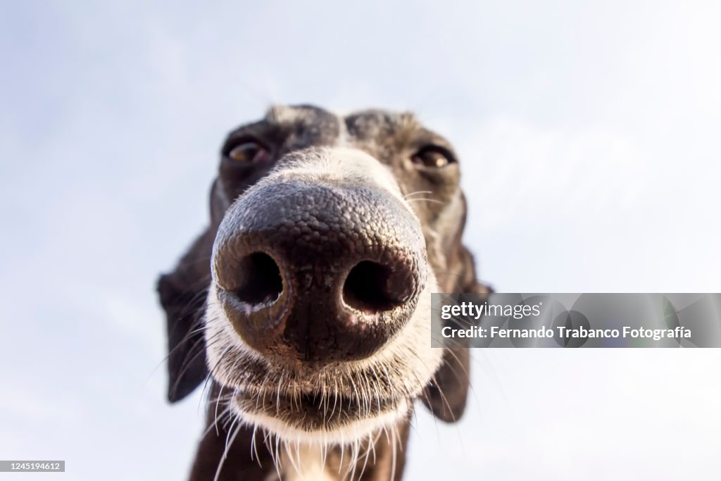 Dog close-up
