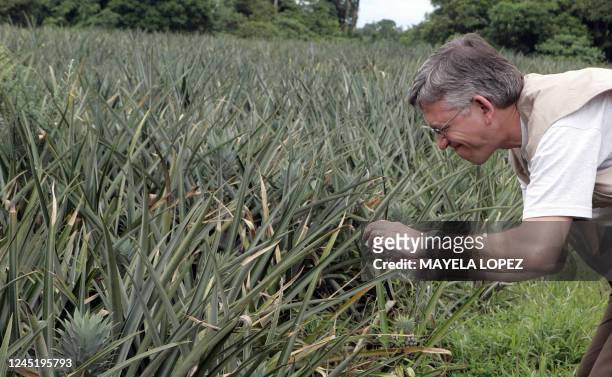 Tourist takes pictures during the "Pineapple Tour" on November 5 at the "Finca Corsicana" in Sarapiqui, 100 km north from San Jose. The US company...