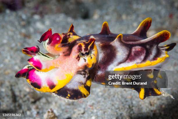 flamboyant cuttlefish (metasepia pfefferi) - cuttlefish stock pictures, royalty-free photos & images