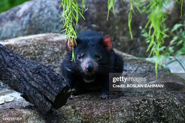 Female Tasmanian Devil looks on inside an enclosure at the Night Safari Singapore nocturnal zoo in Singapore on November 29 after four of the...