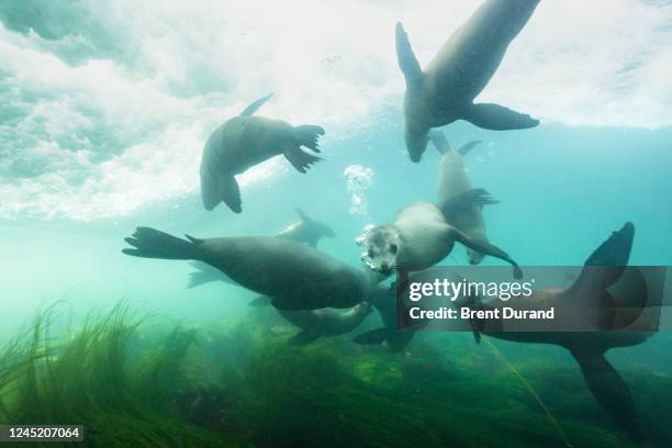 california sea lions (zalophus californianus) play underwater at la jolla cove. - zalophus californianus imagens e fotografias de stock