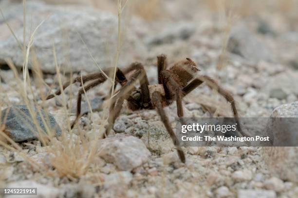 Tarantula walks in Hiko Springs Canyon, a creek with cultural significance to the tribes of the area, in Laughlin, Nevada, November 17, 2020.