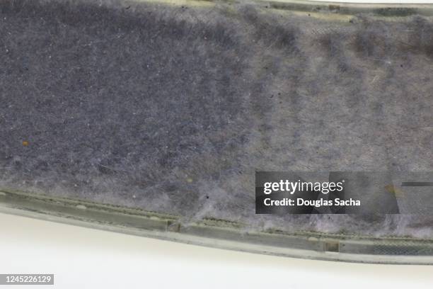 lint buildup on a clothes dryer appliance - lint-cotton stock pictures, royalty-free photos & images
