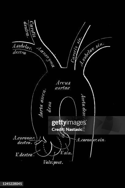 scheme of the primitive branches of the aortic arch - aortic aneurysm stock illustrations