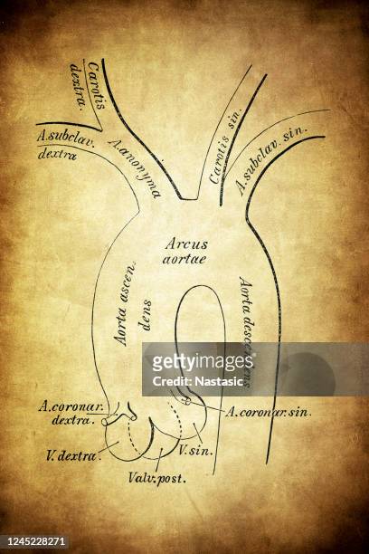 scheme of the primitive branches of the aortic arch - aneurysm stock illustrations