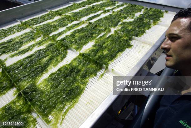Les crèmes solaires, une solution pour se débarrasser des algues vertes"- Une personne surveille le flux de lavage d'algues vertes sur un tapis...
