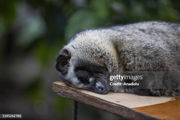 An Asian palm civet sleeps in Bali, Indonesia on November 12, 2022. Kopi luwak, also called civet coffee, is a type of coffee sourced from the...