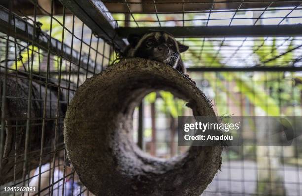 An Asian palm civet is seen in Bali, Indonesia on November 12, 2022. Kopi luwak, also called civet coffee, is a type of coffee sourced from the...