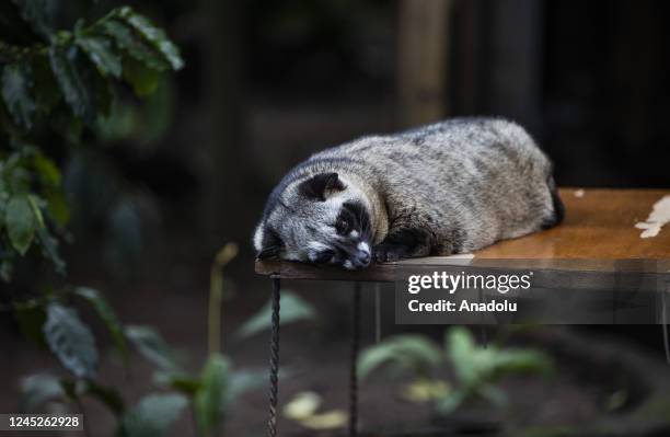 An Asian palm civet is seen in Bali, Indonesia on November 12, 2022. Kopi luwak, also called civet coffee, is a type of coffee sourced from the...